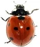 40-Coccinellidae
